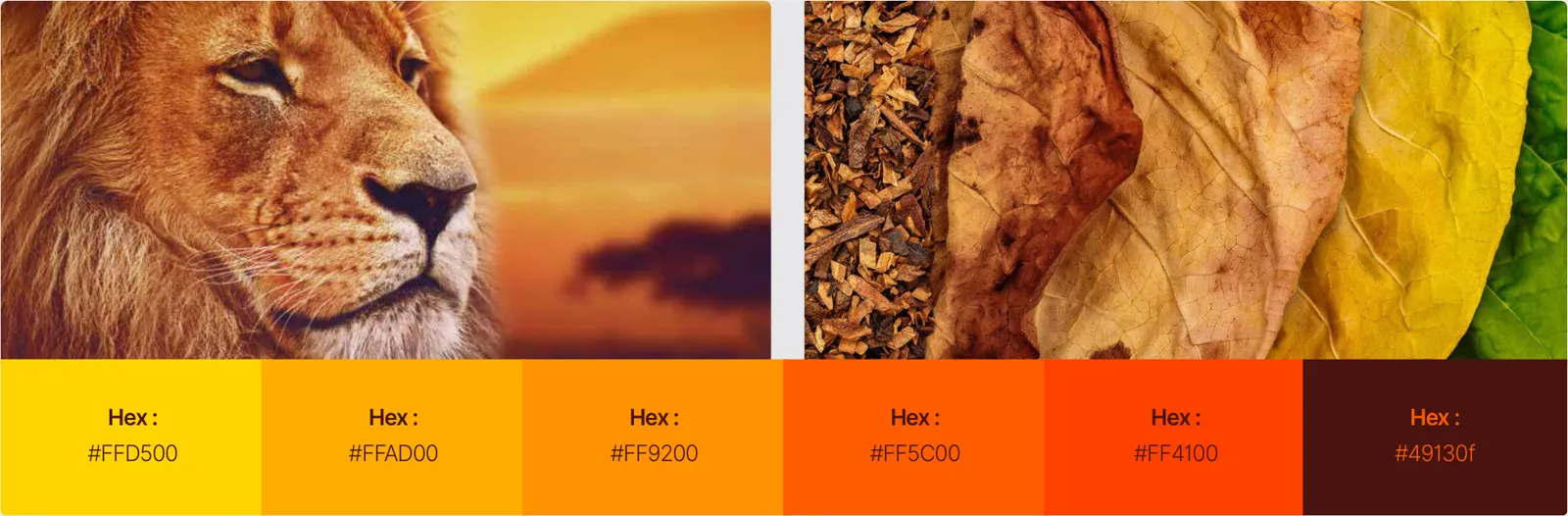 Sharlot: Colour story